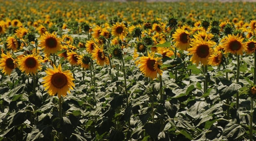 sunflower seeds